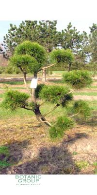 Pinus contorta Latifolia Bonsai - Drehkiefer Bonsai