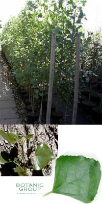Populus nigra `Italica`- Säulen-Pappel, Schwarzpappel