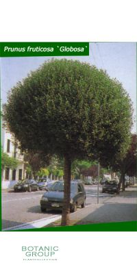 Prunus fruticosa `Globosa`