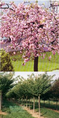 Prunus serrulata `Kanzan` - Nelken-Kirsche`, Japanische Blütenki