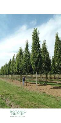 Quercus robur `Fastigiata` - Pedunculate Oak