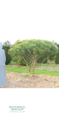 Pinus densiflora Umbraculifera - Japanische Strauchkiefer
