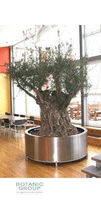Olea europea  - Olivenbaum im Edelstahlgefäß