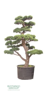 Pinus parviflora `Glauca`- Blaue Japanische Mädchenkiefer