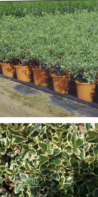 Ilex aquifolium 'Aureomarginata' - Europäische Stechpalme