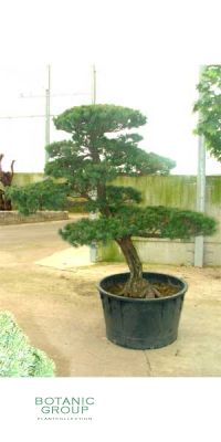 Pinus parviflora -  Bonsai - Mädchenkiefer