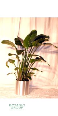 Zimmerpflanze Strelizia nicolai -  im Edelstahl Pflanzgefäß