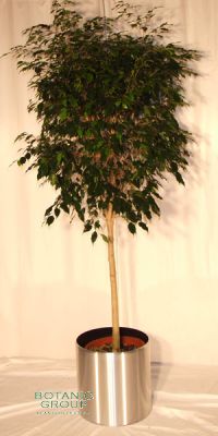 Ficus danielle Stammwuchs im Edelstahlgefäß