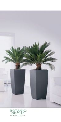 Cycas revoluta in a plastic planter