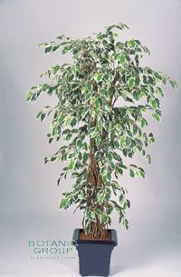 Kunstpflanze - Ficus Liana variegata