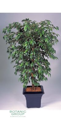 Kunstpflanze - Ficus hawaii