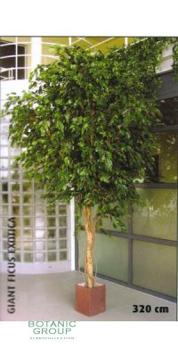 Artificial- Ficus benjamini giant