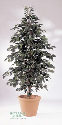 Kunstpflanze - Ficus exotica natur