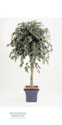 Kunstpflanze - Ficus deluxe UMBRELLA