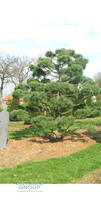 Pinus strobus Bonsai - Seiden-Kiefer, Weymouth-Kiefer