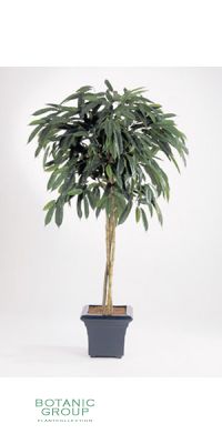 Artificial- Ficus  longfolia stam