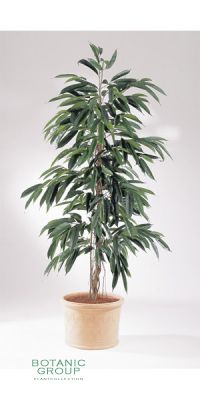 Kunstpflanze - Ficus longfolia new