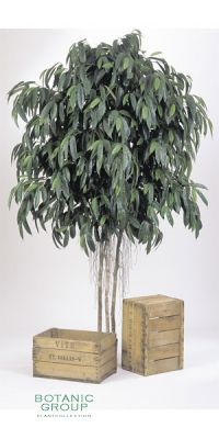Kunstpflanze - Ficus longfolia GIANT