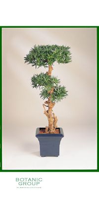 Kunstpflanze - Podocarpus bonsai I