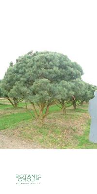 Pinus sylvestris Watereri Bonsai - Silber-Föhre