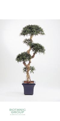 Kunstpflanze - Podocarpus bonsai II