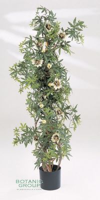 Kunstpflanze - Passiflora caerulea (Passionsblume)