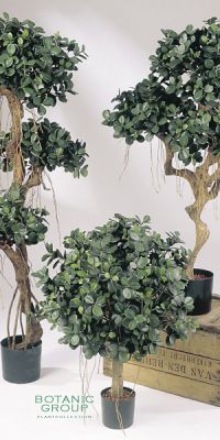 Kunstpflanze - Ficus panda Kugel