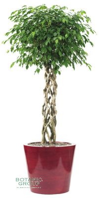 Ficus Benjamina im Pflanzgefäß Polyester