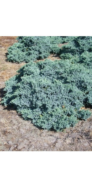 Blauer Kriech Wacholder Juniperus squamata 'Blue Carpet' 20-30 cm 