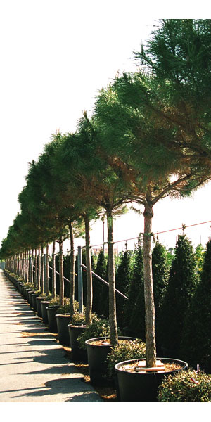 Pinus Pinea Alveole Pino Haustier Italian Stone Pine Pflanze Plant 