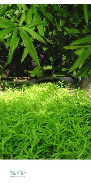 Bambus - Pleioblastus viridistriatus