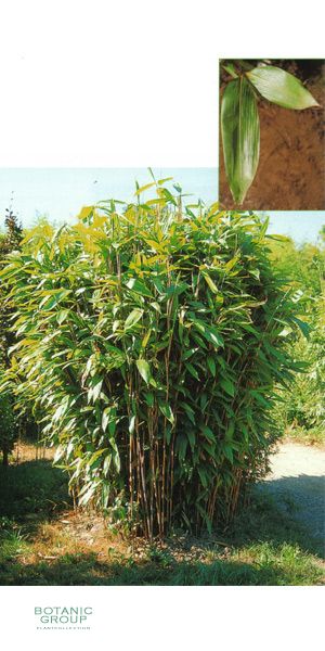Bambus - Sasa latifolia