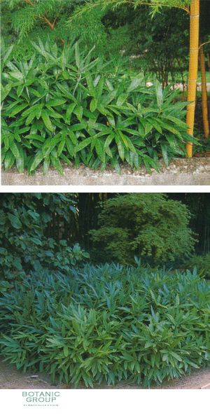 Bambus - Sasa tsuboiana