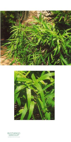 Bambus - Arundinaria anceps