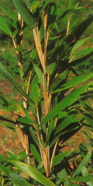 Bambus - Arundinaria kunishii