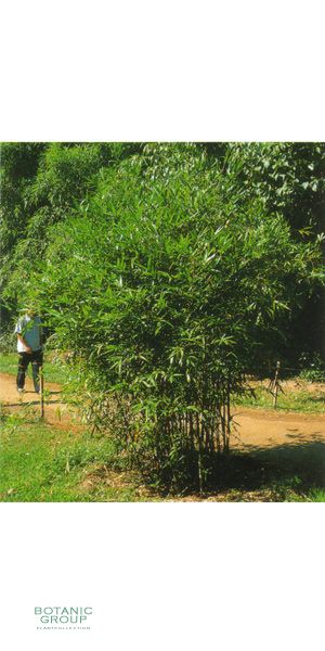 Bambus - Bambusa ventricosa