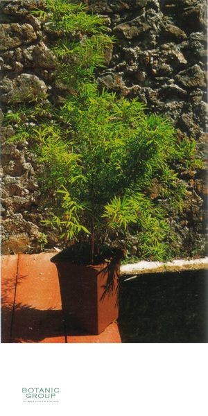 Bambus - Chusquea coronalis
