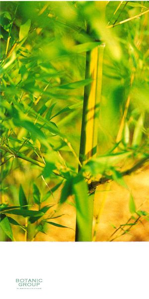 Bambus - Phyllostachys arcana