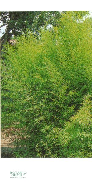 Bambus - Phyllostachys aurea Holochrysa