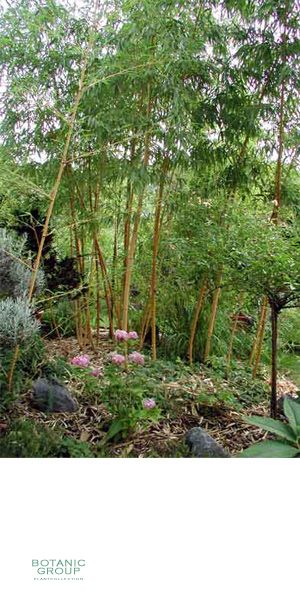 Bambus - Phyllostachys glauca
