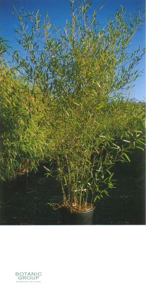 Bambus - Phyllostachys heteroclada