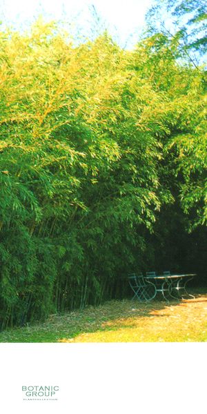 Bambus - Phyllostachys humilis