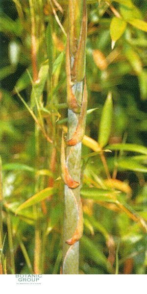 Phyllostachys nidularia