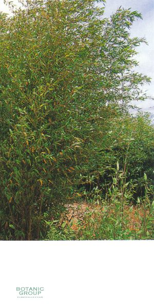 Bambus - Phyllostachys rubromarqinata