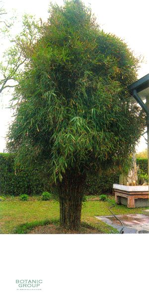 Bambus - Pleioblastus gramineus