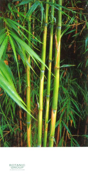 Bambus - Pleioblastus hindsii