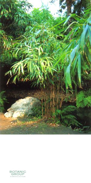 Bambus - Pseudosasa japonica