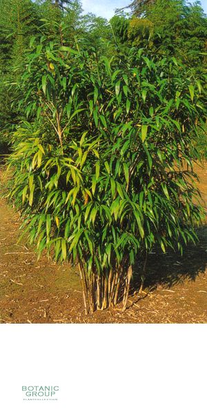 Bambus - Pseudosasa viridula