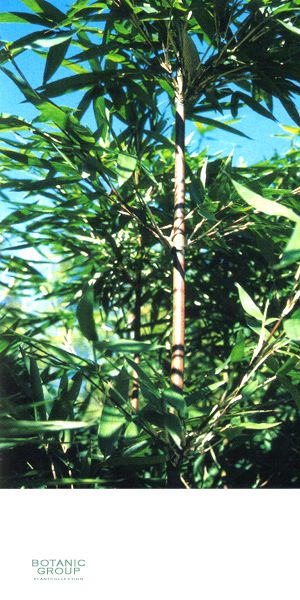 Bambus - Semiarundinaria makinoi