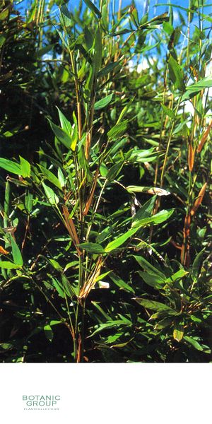 Bambus - Semiarundinaria okuboi